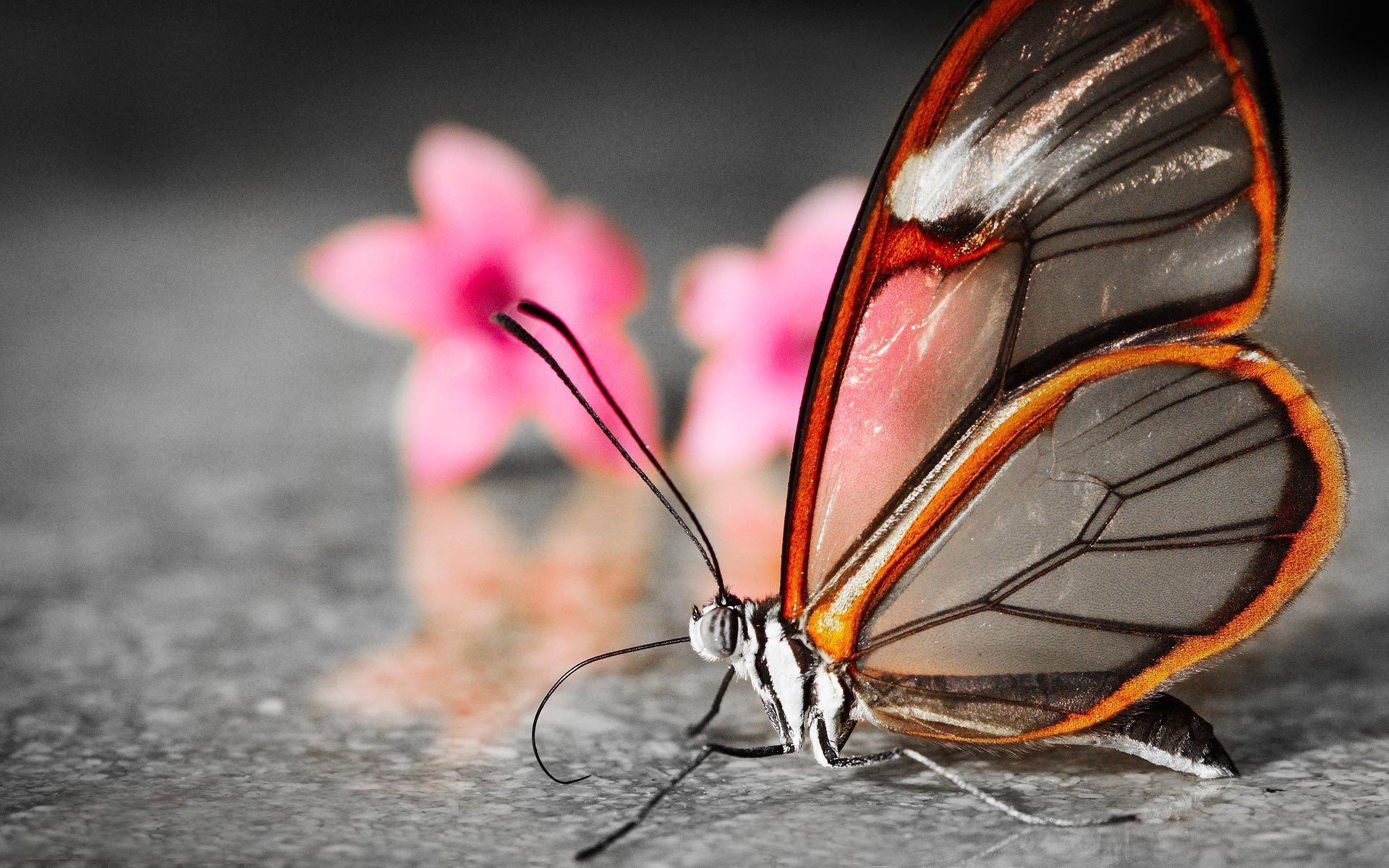 Facts about Butterflies in Hindi:तितलियों की अद्भुत दुनिया